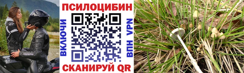 Псилоцибиновые грибы Cubensis  купить  цена  OMG как войти  Тара 